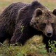 Капани за улавяне и последващо преместване на мечките, които от седмици навлизат в девинското село Гьоврен, ще бъдат поставени днес, съобщи за БТА кметът на селото Снежана Чавдарова. Тя добави,...