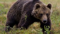 Капани за улавяне и последващо преместване на мечките, които от седмици навлизат в девинското село Гьоврен, ще бъдат поставени днес, съобщи за БТА кметът на селото Снежана Чавдарова. Тя добави,...