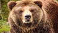 Уловиха и преместиха и втората мечка от района на село Гьоврен Втората от двете кафяви мечки, които многократно навлизаха в района на село Гьоврен, община Девин, през последния месец, е уловена и преместена тази нощ, съобщиха от Министерството на земеделието и...